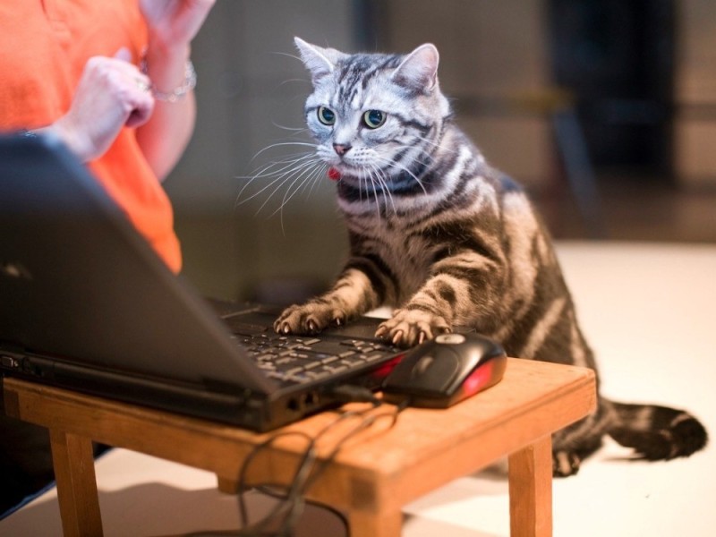 Create meme: cat , the cat at the computer, the cat gamer 