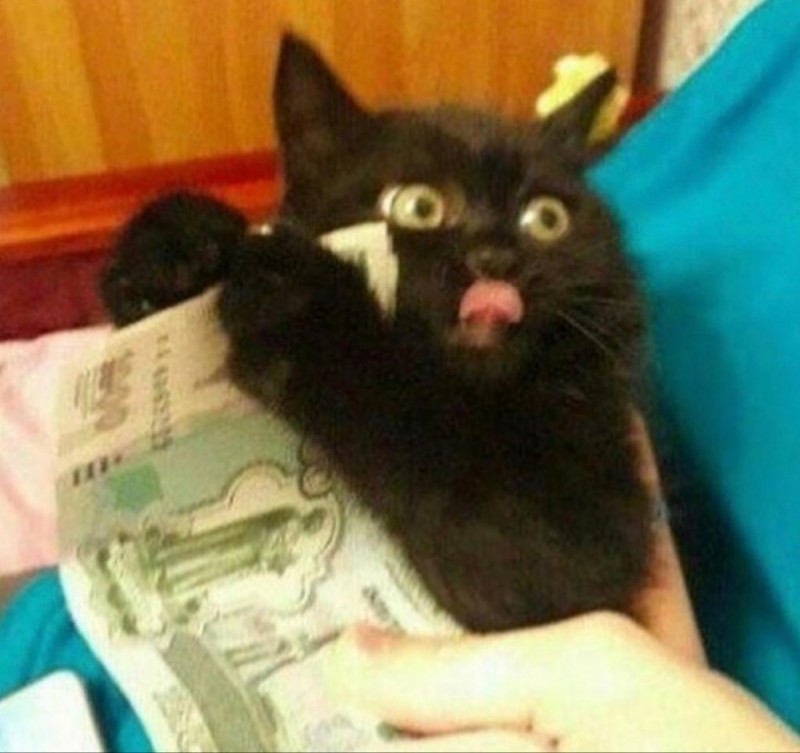 Create meme: cat money, black cat , black cat with money