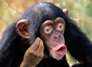 Создать мем: обезьяна с губами мем, шимпанзе мем, обезьяна с губами