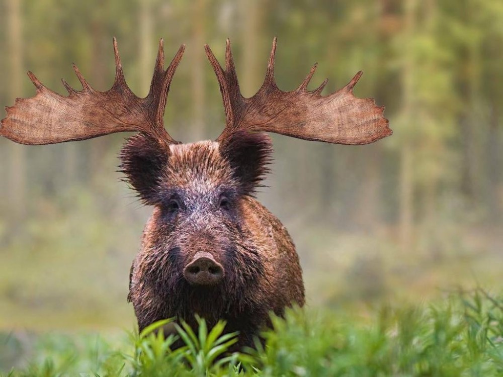Create meme: moose , wild boar , boar 