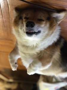 Create meme: smiling dog, shiba inu, dog