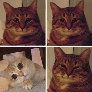 Создать мем: улыбающийся кот мем, мем кошка, довольный кот мем