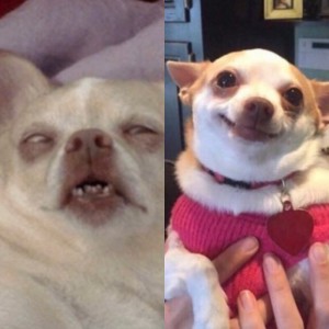 Create meme: Chihuahua memes, Chihuahua meme