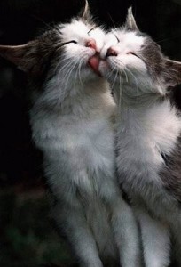 Создать мем: кошка муська, целующиеся животные, котики обнимаются