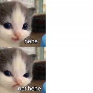 Create meme: seals, memes cat, meme of cute cat