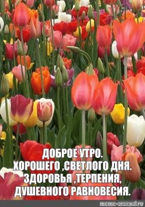 Создать мем "tulip, голландские тюльпаны, тюльпаны весной" - Картинки -  Meme-arsenal.com