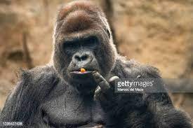 Create meme: gorilla , gorilla eats, big gorilla