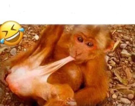 Создать мем: обезьяна обезьяна, обезьяну, смешные обезьянки