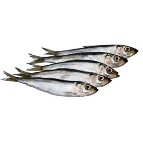 Create meme: capelin fish, european anchovy hamsa, hamsa anchovy black sea