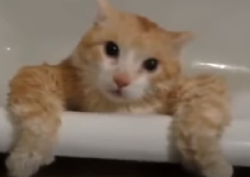 Create meme: the cat in the bathroom, the cat in the bath, cat 