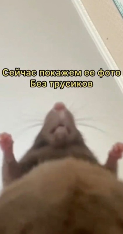 Создать мем: крысы домашние, животные милые, крысы дамбо