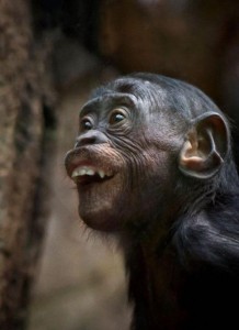 Create meme: funny monkey, happy monkey, chimpanzees