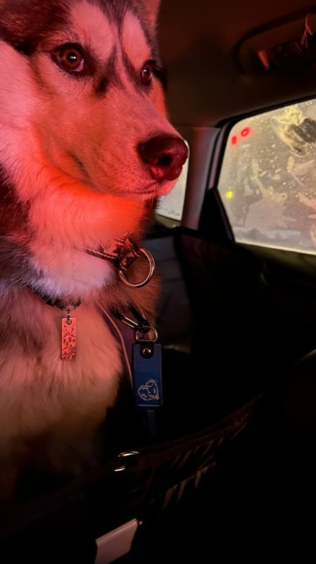 Create meme: husky , dog husky, Siberian husky in the car