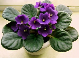 Create meme: violet flower, violet, African violet