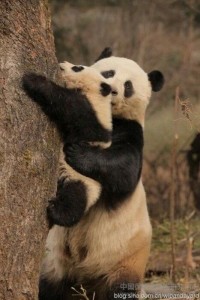 Создать мем: животные панда, панда, большая панда