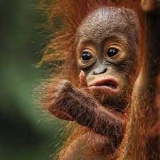 Создать мем: орангутанг маленький, детеныш орангутанга, веселая обезьяна