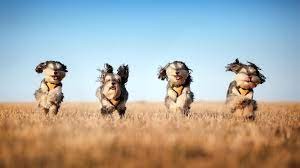 Создать мем: собака в поле, австралийская прыгучая овчарка, две собаки бегут