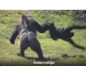 Создать мем: горилла смешная, огромная горилла, самец гориллы