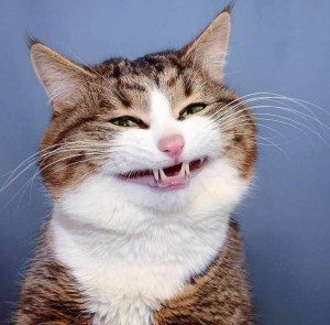 Создать мем: довольный кот, смешные котики 2021, кот