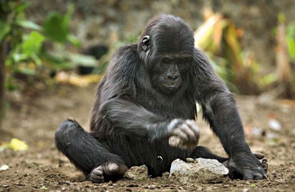 Create meme: bonobo chimpanzee, mountain gorilla, gorilla gorilla