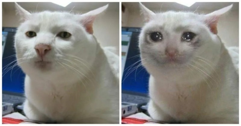 Создать мем: плачущие коты, плачущий кот мем, плачущие коты мемы