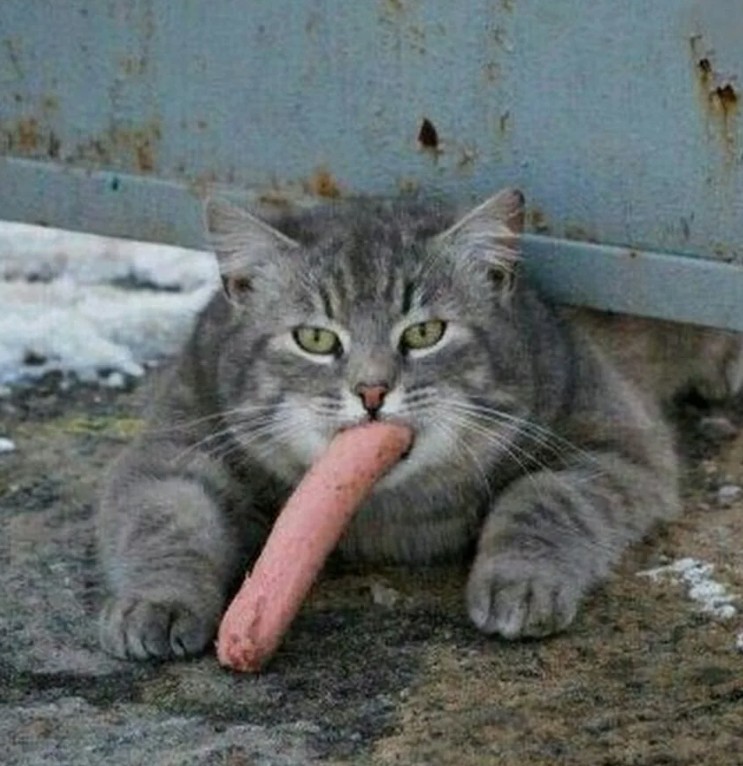 Create meme: cat with sausage, The cat is a sausage, pussy sausage