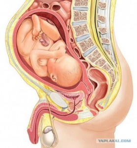 Создать мем: анатомия беременной, плод в матке, беременность анатомия