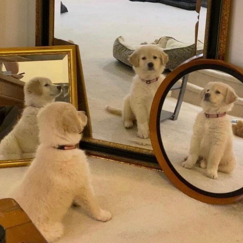Create meme: cat , dog , the dog in front of the mirror