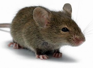 Create meme: animal mouse, rodents, home mouse