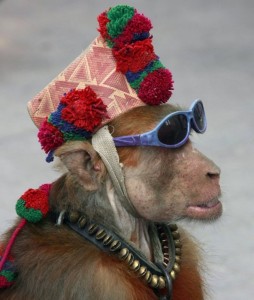 Создать мем: смешные обезьяны, обезьяна, фото обезьян смешные в кепке