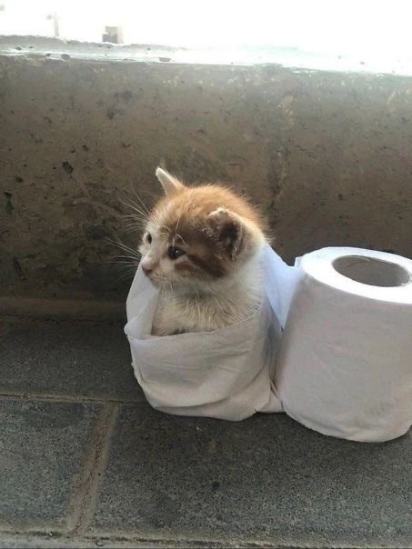 Create meme: toilet paper with seals, poor kittens, funny cats 