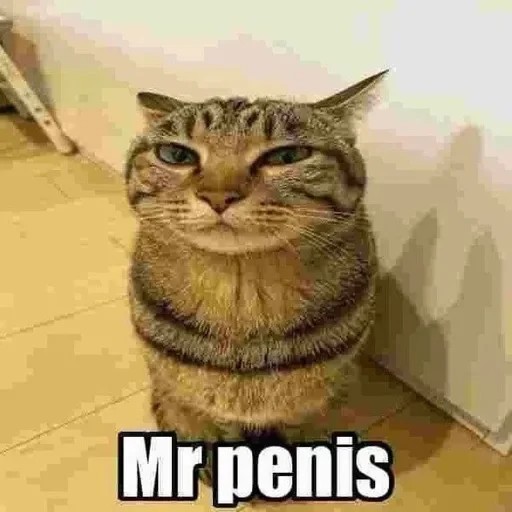 Создать мем: милые котики смешные, polite cat, мемы с котами