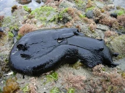 Создать мем: морской заяц слизень черный, самый большой слизняк в мире, морской заяц aplysia