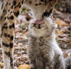 Создать мем: картинки животных мама и детеныш, маленький гепард, леопард прикольные фото