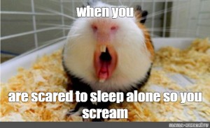 Create Meme Bite If Guinea Pigs Guinea Pig Pooch Autumn Guinea Pig Pictures Meme Arsenal Com