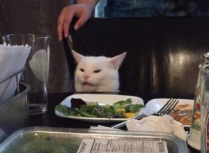 Create meme: mennie cats, cat meme, cat at the table
