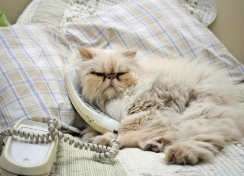 Create meme: cat with phone, Persian cat , the persian cat is sleeping