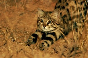 Create meme: African black-footed cat