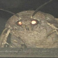 Create meme: mole meme, the moth and the lamp meme, the moth and the lamp