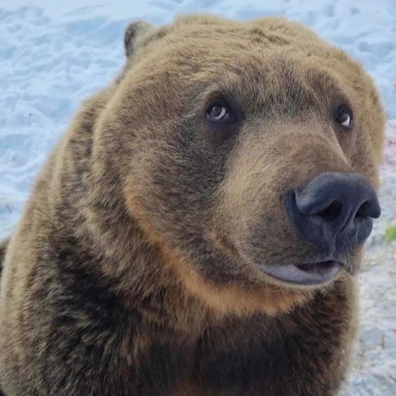 Create meme: big brown bear, brown bear, brown bear face