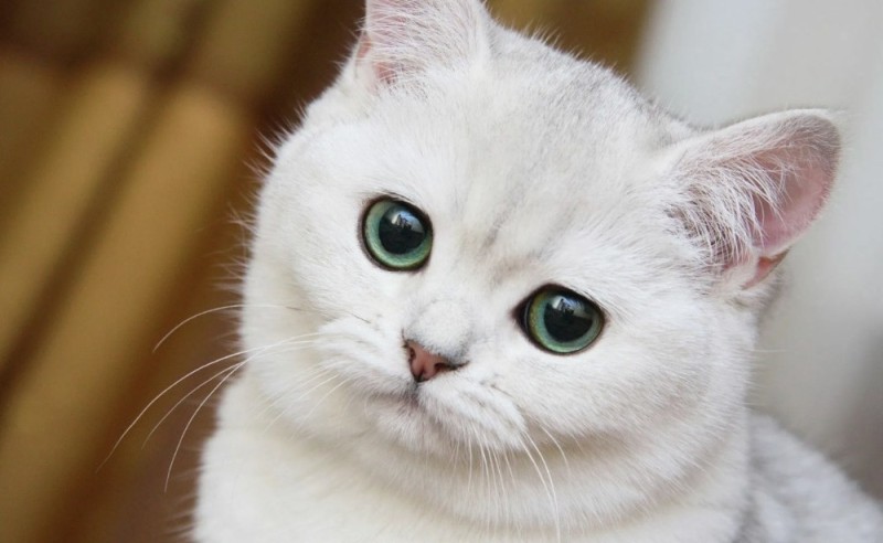 Создать мем: красивый белый кот, белая кошечка, котик