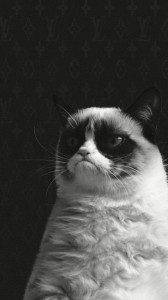 Create meme: pictures already and you're still, Grumpy Cat, Wallpapers now and you still