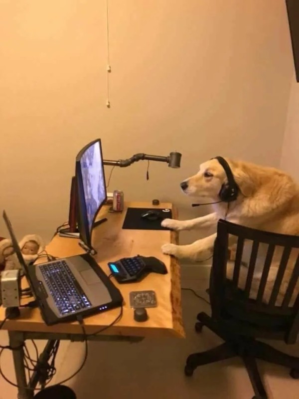 Создать мем: собака хакер, собака геймер, сутулая собака за компом