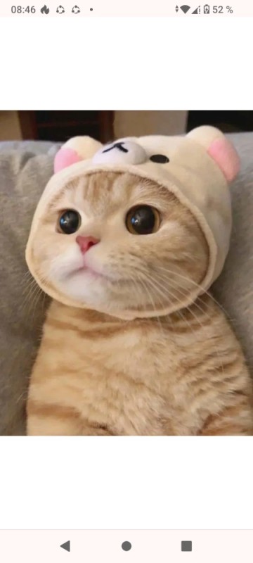 Создать мем: кот в шапочке, няшные котики, cute cat