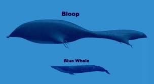 Create meme: blue whale, bloop, the blue whale 