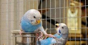 Create meme: wavy parrot funny, wavy parrot blue, budgie