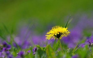 Create meme: dandelions in the spring, nature background dandelion, dandelion field