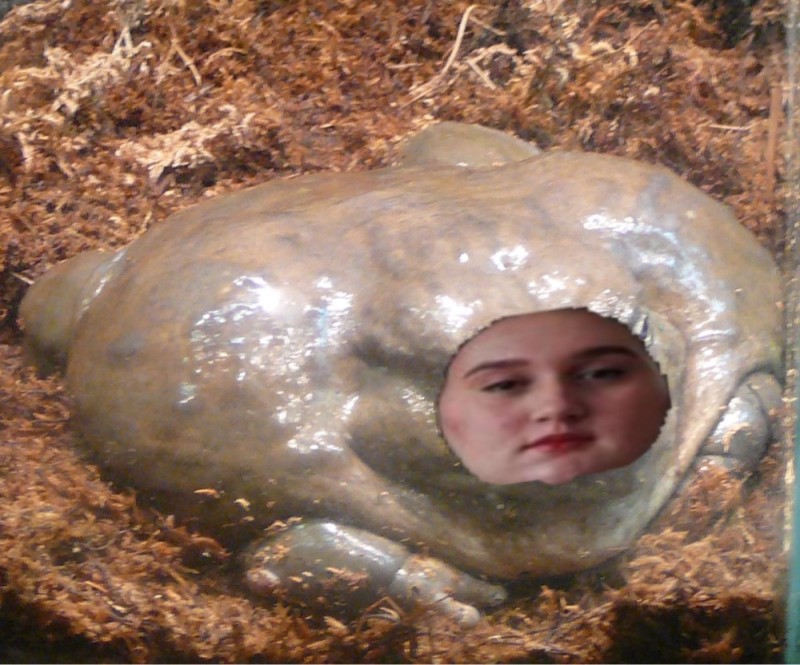 Create meme: nasty toad, The fat toad, toad 