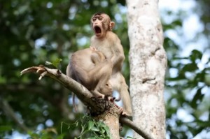 Создать мем: макака, смешные фотографии животных, смешные обезьяны