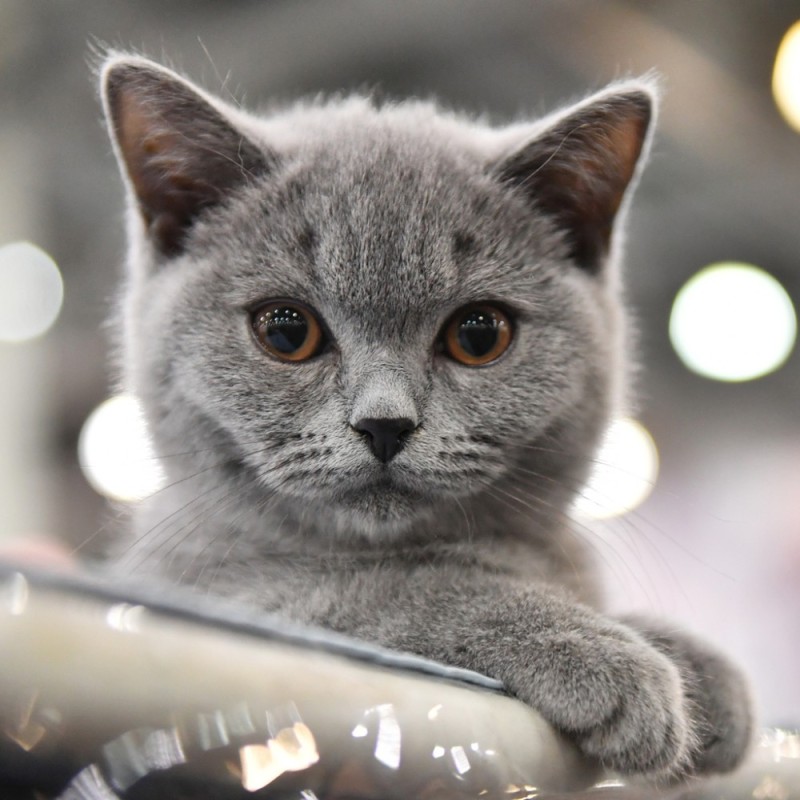 Create meme: british cat, cat British, grey cat 